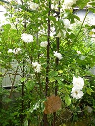 f:id:cangael:20140519092708j:image:right f:id:cangael:20140519092708j:image:right