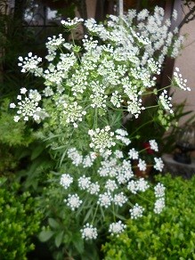 f:id:cangael:20140520141812j:image:right