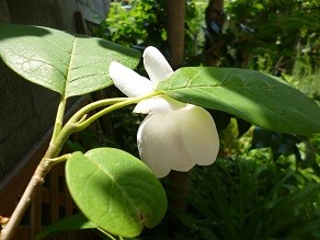 f:id:cangael:20140525111601j:image