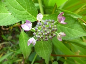 f:id:cangael:20140525111928j:image