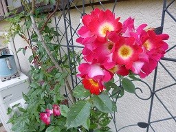 f:id:cangael:20140529113458j:image:left