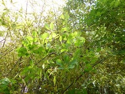 f:id:cangael:20140530105853j:image