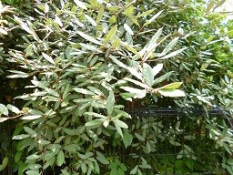 f:id:cangael:20140530110126j:image