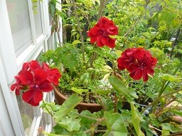 f:id:cangael:20140531072803j:image:left