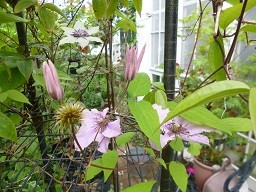 f:id:cangael:20140531073109j:image:right