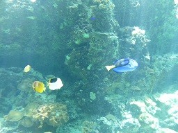 f:id:cangael:20140620111551j:image