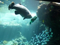 f:id:cangael:20140620111754j:image