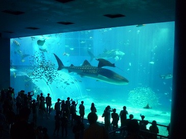 f:id:cangael:20140620115732j:image:left