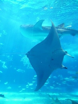 f:id:cangael:20140620122011j:image:right