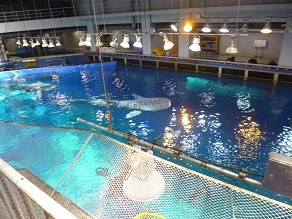 f:id:cangael:20140620123648j:image:left