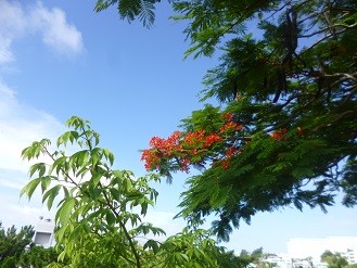 f:id:cangael:20140622085525j:image:right