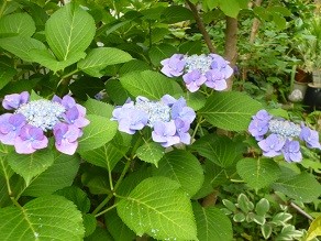 f:id:cangael:20140626064607j:image