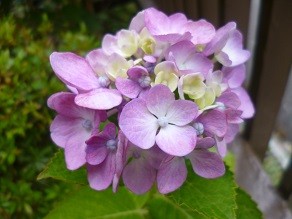 f:id:cangael:20140627064352j:image:left f:id:cangael:20140627064352j:image:left