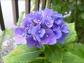 f:id:cangael:20140627064429j:image:left