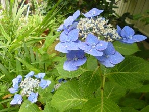 f:id:cangael:20140628131120j:image f:id:cangael:20140628131120j:image