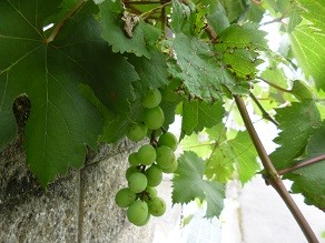 f:id:cangael:20140708144258j:image