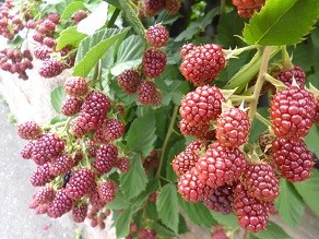 f:id:cangael:20140708145031j:image