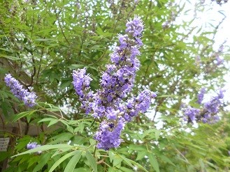 f:id:cangael:20140708150045j:image