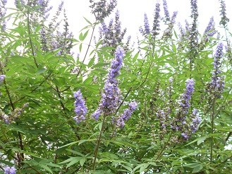 f:id:cangael:20140708150113j:image