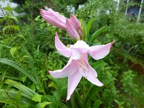 f:id:cangael:20140815072238j:image:right