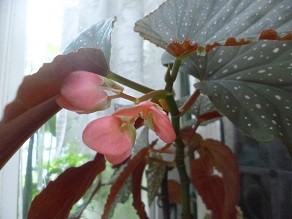 f:id:cangael:20140815072348j:image:right