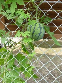 f:id:cangael:20140817155123j:image:left