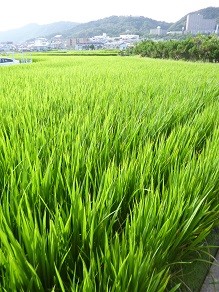 f:id:cangael:20140817155328j:image:right