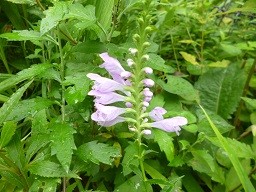 f:id:cangael:20140826120922j:image:right