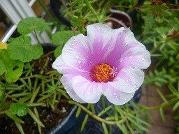 f:id:cangael:20140826120949j:image:right