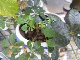 f:id:cangael:20140827111632j:image:right