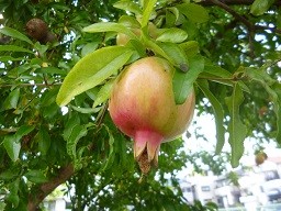 f:id:cangael:20140831151129j:image:left