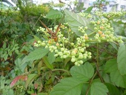 f:id:cangael:20140831151147j:image:right