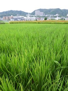 f:id:cangael:20140831151741j:image:right