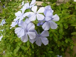 f:id:cangael:20140831151840j:image:right