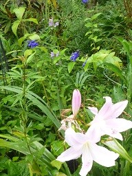 f:id:cangael:20140901072537j:image:right