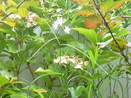 f:id:cangael:20140901072612j:image:right