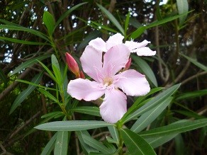 f:id:cangael:20140902145515j:image