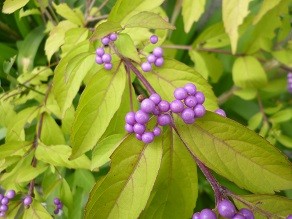 f:id:cangael:20140902145855j:image