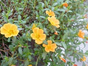 f:id:cangael:20140902162400j:image