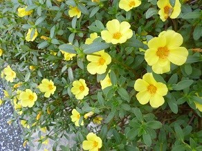 f:id:cangael:20140902162405j:image