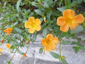 f:id:cangael:20140902162438j:image