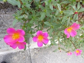 f:id:cangael:20140902162501j:image