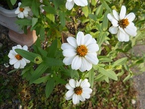 f:id:cangael:20140902162559j:image