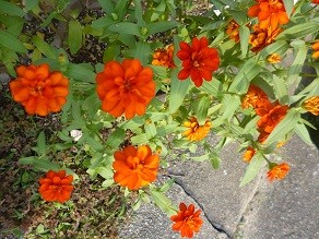 f:id:cangael:20140902162608j:image