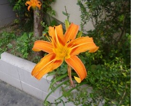 f:id:cangael:20140917094523j:image:right