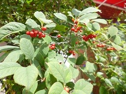 f:id:cangael:20140917113846j:image:left f:id:cangael:20140917113846j:image:left