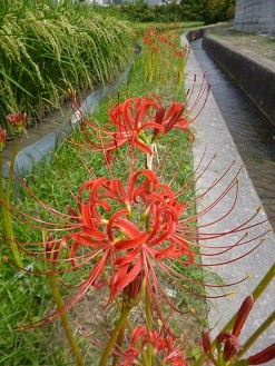 f:id:cangael:20140917114113j:image