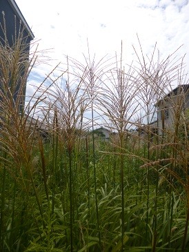 f:id:cangael:20140917114359j:image:right