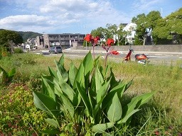 f:id:cangael:20140921153710j:image:right