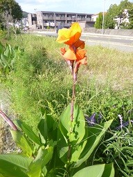 f:id:cangael:20140921153740j:image:right